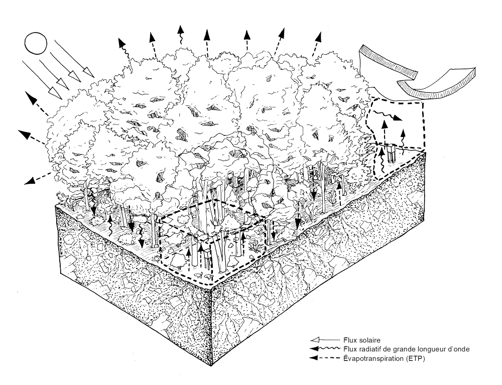 Illustration